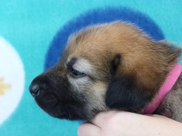 chinook puppy